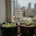 The Evolution of Urban Gardening: How City Dwellers Are Greening Their Spaces in 2026