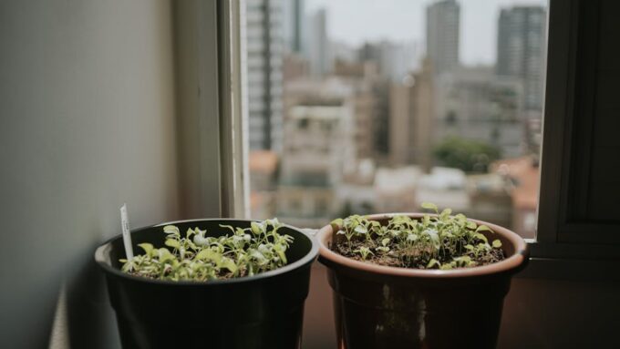 The Evolution of Urban Gardening: How City Dwellers Are Greening Their Spaces in 2026