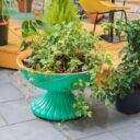 The Green Thumb Reboot: Urban Gardening for Men in 2026