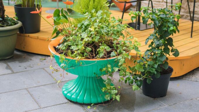 The Green Thumb Reboot: Urban Gardening for Men in 2026